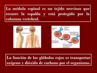 ?

La médula espinal es un tejido nervioso que
recorre la espalda y está protegido por la
columna vertebral.




La función de los glóbulos rojos es transportar
oxígeno y dióxido de carbono por el organismo.
 