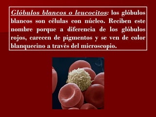 ?

Glóbulos blancos o leucocitos: los glóbulos
blancos son células con núcleo. Reciben este
nombre porque a diferencia de los glóbulos
rojos, carecen de pigmentos y se ven de color
blanquecino a través del microscopio.
 