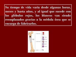 ?


Su tiempo de vida varía desde algunas horas,
meses y hasta años, y al igual que sucede con
los glóbulos rojos, los blancos van siendo
reemplazados gracias a la médula ósea que se
encarga de fabricarlos.
 
