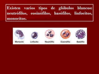 ?

Existen varios tipos de glóbulos blancos:
neutrófilos, eosinófilos, basófilos, linfocitos,
monocitos.
 