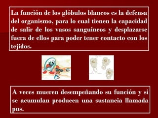 ?

La función de los glóbulos blancos es la defensa
del organismo, para lo cual tienen la capacidad
de salir de los vasos sanguíneos y desplazarse
fuera de ellos para poder tener contacto con los
tejidos.




A veces mueren desempeñando su función y si
se acumulan producen una sustancia llamada
pus.
 