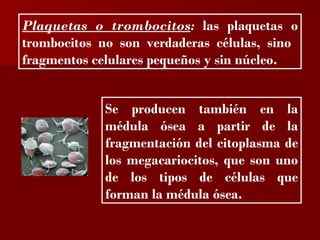 ?

Plaquetas o trombocitos: las plaquetas o
trombocitos no son verdaderas células, sino
fragmentos celulares pequeños y sin núcleo.


            Se producen también en la
            médula ósea a partir de la
            fragmentación del citoplasma de
            los megacariocitos, que son uno
            de los tipos de células que
            forman la médula ósea.
 