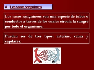 ?

4.- Los vasos sanguíneos

Los vasos sanguíneos son una especie de tubos o
conductos a través de los cuales circula la sangre
por todo el organismo.

Pueden ser de tres tipos: arterias, venas y
capilares.
 