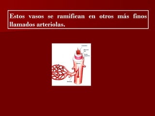 ?


Estos vasos se ramifican en otros más finos
llamados arteriolas.
 