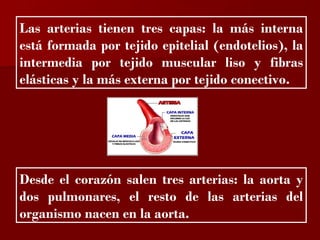?

Las arterias tienen tres capas: la más interna
está formada por tejido epitelial (endotelios), la
intermedia por tejido muscular liso y fibras
elásticas y la más externa por tejido conectivo.




Desde el corazón salen tres arterias: la aorta y
dos pulmonares, el resto de las arterias del
organismo nacen en la aorta.
 