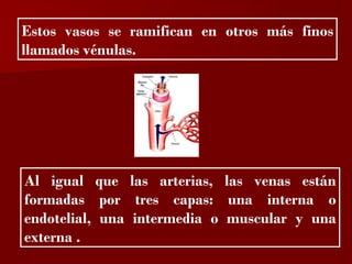 ?

Estos vasos se ramifican en otros más finos
llamados vénulas.




Al igual que las arterias, las venas están
formadas por tres capas: una interna o
endotelial, una intermedia o muscular y una
externa .
 