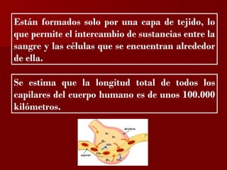 ?


Están formados solo por una capa de tejido, lo
que permite el intercambio de sustancias entre la
sangre y las células que se encuentran alrededor
de ella.

Se estima que la longitud total de todos los
capilares del cuerpo humano es de unos 100.000
kilómetros.
 