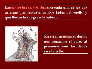 ?

Las arterias carótidas son cada una de las dos
arterias que recorren ambos lados del cuello y
que llevan la sangre a la cabeza.



                     En estas arterias es donde
                     nos tomamos el pulso al
                     presionar con los dedos
                     en el cuello.
 