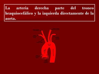 ?

La arteria derecha parte del tronco
braquiocefálico y la izquierda directamente de la
aorta.
 