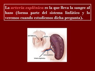 ?

La arteria esplénica es la que lleva la sangre al
bazo (forma parte del sistema linfático y lo
veremos cuando estudiemos dicha pregunta).
 