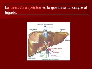 ?

La arteria hepática es la que lleva la sangre al
hígado.
 