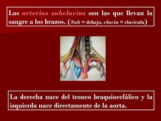 ?

Las arterias subclavias son las que llevan la
sangre a los brazos. (Sub = debajo, clavia = clavícula)




La derecha nace del tronco braquiocefálico y la
izquierda nace directamente de la aorta.
 