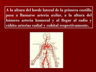 ?


A la altura del borde lateral de la primera costilla
pasa a llamarse arteria axilar, a la altura del
húmero arteria humeral y al llegar al radio y
cúbito arterias radial y cubital respectivamente.
 