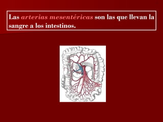 ?


Las arterias mesentéricas son las que llevan la
sangre a los intestinos.
 