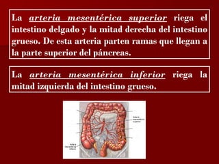 ?

La arteria mesentérica superior riega el
intestino delgado y la mitad derecha del intestino
grueso. De esta arteria parten ramas que llegan a
la parte superior del páncreas.

La arteria mesentérica inferior riega la
mitad izquierda del intestino grueso.
 
