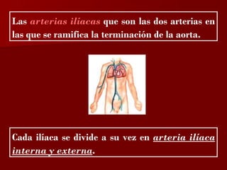 ?


Las arterias ilíacas que son las dos arterias en
las que se ramifica la terminación de la aorta.




Cada ilíaca se divide a su vez en arteria ilíaca
interna y externa.
 