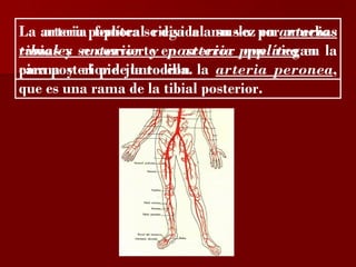 ?

La arteria poplítea se divide amuslo porarterias
    arteria femoral riega al su vez en muchas
tibiales anterior y posterior que riegan
ramas y se convierte en arteria poplítea en la
pierna y el pie la rodilla.
cara posterior dejunto con la arteria peronea,
que es una rama de la tibial posterior.
 