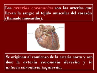 ?

Las arterias coronarias son las arterias que
llevan la sangre al tejido muscular del corazón
(llamado miocardio).




Se originan al comienzo de la arteria aorta y son
dos: la arteria coronaria derecha y la
arteria coronaria izquierda.
 