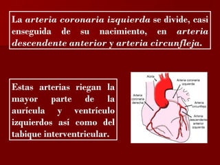 ?

La arteria coronaria izquierda se divide, casi
enseguida de su nacimiento, en arteria
descendente anterior y arteria circunfleja.



Estas arterias riegan la
mayor parte de la
aurícula y ventrículo
izquierdos así como del
tabique interventricular.
 
