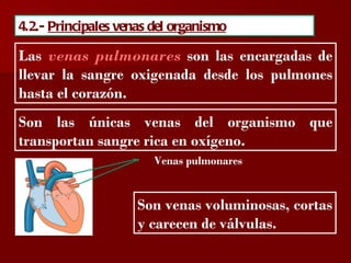 ?

4.2.- Principales venas del organismo

Las venas pulmonares son las encargadas de
llevar la sangre oxigenada desde los pulmones
hasta el corazón.
Son las únicas venas del organismo que
transportan sangre rica en oxígeno.
                        Venas pulmonares


                     Son venas voluminosas, cortas
                     y carecen de válvulas.
 