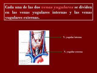 ?

Cada una de las dos venas yugulares se dividen
en las venas yugulares internas y las venas
yugulares externas.



                              V. yugular interna




                               V. yugular externa
 