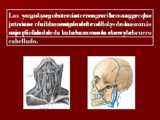 ?


Las venas yugulares internas recibensangre que
     yugulares externas recogen la sangre las
internas fundamentalmente de y zonas más
proviene reciben sangre del cuellolas de las zonas
más profundas la cabeza como la cara y el cuero
superficiales de de la cabeza como el cerebro.
cabelludo.
 