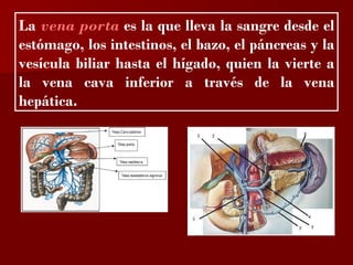 ?

La vena porta es la que lleva la sangre desde el
estómago, los intestinos, el bazo, el páncreas y la
vesícula biliar hasta el hígado, quien la vierte a
la vena cava inferior a través de la vena
hepática.
 