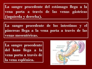 ?

La sangre procedente del estómago llega a la
vena porta a través de las venas gástricas
(izquierda y derecha).

La sangre procedente de los intestinos y el
páncreas llega a la vena porta a través de las
venas mesentéricas.

La sangre procedente
del bazo llega a la
vena porta a través de
la vena esplénica.
 