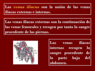 ?

Las venas ilíacas son la unión de las venas
ilíacas externas e internas.

Las venas ilíacas externas son la continuación de
las venas femorales y recogen por tanto la sangre
procedente de las piernas.

                         Las    venas   ilíacas
                         internas recogen la
                         sangre procedente de
                         la parte baja del
                         abdomen.
 