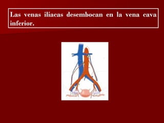 ?

Las venas ilíacas desembocan en la vena cava
inferior.
 