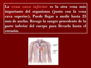 ?

La vena cava inferior es la otra vena más
importante del organismo (junto con la vena
cava superior). Puede llegar a medir hasta 25
mm de ancho. Recoge la sangre procedente de la
parte inferior del cuerpo para llevarla hasta el
corazón.
 