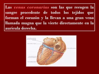 ?

Las venas coronarias son las que recogen la
sangre procedente de todos los tejidos que
forman el corazón y la llevan a una gran vena
llamada magna que la vierte directamente en la
aurícula derecha.
 