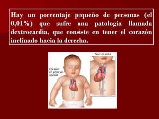 ?


Hay un porcentaje pequeño de personas (el
0,01%) que sufre una patología llamada
dextrocardia, que consiste en tener el corazón
inclinado hacia la derecha.
 