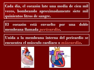 ?
Cada día, el corazón late una media de cien mil
veces, bombeando aproximadamente siete mil
quinientos litros de sangre.

El corazón está envuelto por una doble
membrana llamada pericardio.
Unida a la membrana interna del pericardio se
encuentra el músculo cardíaco o miocardio.
 