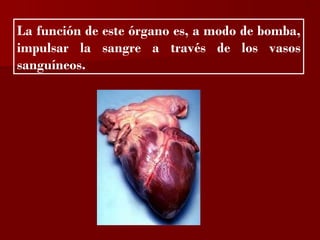 ?


La función de este órgano es, a modo de bomba,
impulsar la sangre a través de los vasos
sanguíneos.
 