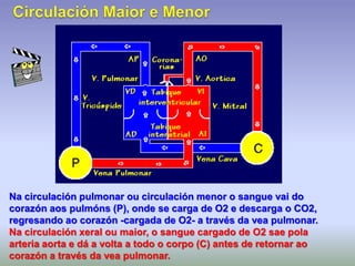 Na circulación pulmonar ou circulación menor o sangue vai do
corazón aos pulmóns (P), onde se carga de O2 e descarga o CO2,
regresando ao corazón -cargada de O2- a través da vea pulmonar.
Na circulación xeral ou maior, o sangue cargado de O2 sae pola
arteria aorta e dá a volta a todo o corpo (C) antes de retornar ao
corazón a través da vea pulmonar.
 