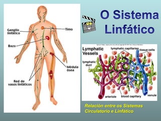 Relación entre os Sistemas
Circulatorio e Linfático
 