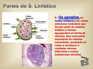 2.- Os ganglios ou
nodos linfáticos son unhas
estruturas nodulares que
forman parte do sistema
linfático e forman
agrupacións en forma de
racimos. Son unha parte
importante do sistema
inmunitario, axudando ao
corpo a recoñecer e
combater xermes,
infeccións e outras
substancias estrañas.
 
