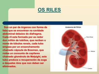 OS RILES
Son un par de órganos con forma de
faba que se encontran na cavidade
abdominal debaixo do diafragma.
Cada ril esta formado por ao redor
dun millón de tubiños, que reciben o
nome de túbulos renais, cada tubo
empeza por un ensanchamento
chamado cápsula de Bowman, que
rodea un conxunto de capilares
chamado glomérulo de Malpighi, este
tubo produce a recuperación da auga
e daqueles ións que non deben ser
eliminados.
 
