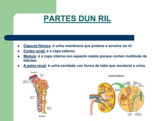 PARTES DUN RIL
 Cápsula fibrosa: é unha membrana que protexe e envolve ao ril.
 Cortex renal: é a capa externa.
 Medula: é a capa interna con aspecto raiado porque conten multitude de
túbulos.
 A pelve renal: é unha cavidade con forma de tubo que recolecta a urina.
 