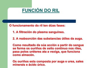 FUNCIÓN DO RIL
O funcionamento do ril ten dúas fases:
1. A filtración do plasma sanguíneo.
2. A reabsorción das substancias útiles da auga.
Como resultado da súa acción a partir do sangue
se forma os ouriños de xeito continuo nos riles,
pasa polos uréteres ata a vexiga, que funciona
como almacén.
Os ouriños esta composta por auga e urea, sales
minerais e ácido úrico.
 