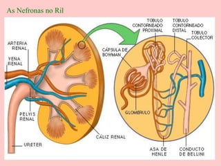 As Nefronas no Ril
 