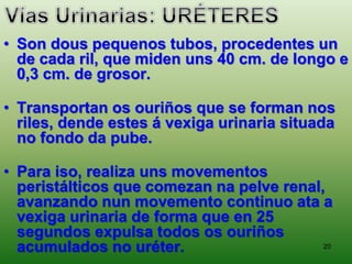 20
• Son dous pequenos tubos, procedentes un
de cada ril, que miden uns 40 cm. de longo e
0,3 cm. de grosor.
• Transportan os ouriños que se forman nos
riles, dende estes á vexiga urinaria situada
no fondo da pube.
• Para iso, realiza uns movementos
peristálticos que comezan na pelve renal,
avanzando nun movemento continuo ata a
vexiga urinaria de forma que en 25
segundos expulsa todos os ouriños
acumulados no uréter.
 