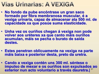 21
• No fondo da pube encóntrase un gran saco
formado por fibra membranosa muscular, é a
vexiga urinaria, capaz de almacenar ata 500 ml. de
capacidade xa que posúe suma elasticidade.
• Unha vez os ouriños chegan á vexiga non pode
volver aos uréteres xa que canto máis ouriños
acumulan, máis se pecha o burato de saída
destes.
• Estes penetran oblicuamente na vexiga na parte
máis baixa e posterior desta, preto da uretra.
• Cando a vexiga contén uns 300 ml. séntese o
impulso de mexar e os ouriños son expulsados ao
exterior nun acto voluntario a través dauretra.|
 