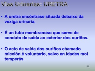 22
• A uretra encóntrase situada debaixo da
vexiga urinaria.
• É un tubo membranoso que serve de
conduto de saída ao exterior dos ouriños.
• O acto de saída dos ouriños chamado
micción é voluntario, salvo en idades moi
temperás.
 