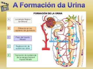 Tema 4 ap circul e excretor