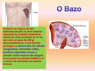 O bazo é un órgano de tipo
aplanado,situado na zona superior
esquerda da cavidade abdominal.
Adoita ter unha lonxitude de 14 cm
así como un peso de 200 gr
aproximadamente. A súa función
principal é a destrución de células
sanguíneas vermellas vellas,
producir algunhas novas e
manter unha reserva de sangue.
Forma parte do sistema linfático e é
o centro de actividade do sistema
inmune.
 
