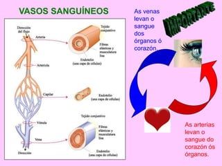 VASOS SANGUÍNEOS
As arterias
levan o
sangue do
corazón ós
órganos.
As venas
levan o
sangue
dos
órganos ó
corazón.
 