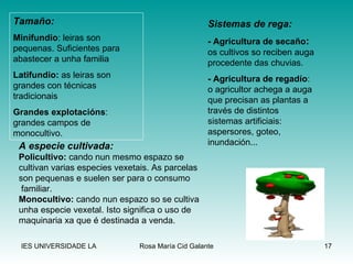 Tamaño: Minifundio : leiras son pequenas. Suficientes para abastecer a unha familia Latifundio:  as leiras son grandes con técnicas tradicionais Grandes explotacións : grandes campos de monocultivo. Sistemas de rega: - Agricultura de secaño :  os cultivos so reciben auga procedente das chuvias. - Agricultura de regadío : o agricultor achega a auga que precisan as plantas a través de distintos sistemas artificiais: aspersores, goteo, inundación... A especie cultivada: Policultivo:  cando nun mesmo espazo se  cultivan varias especies vexetais. As parcelas son pequenas e suelen ser para o consumo familiar. Monocultivo:  cando nun espazo so se cultiva  unha especie vexetal. Isto significa o uso de  maquinaria xa que é destinada a venda. 
