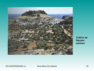 Cultivo de  Secaño arbóreo 